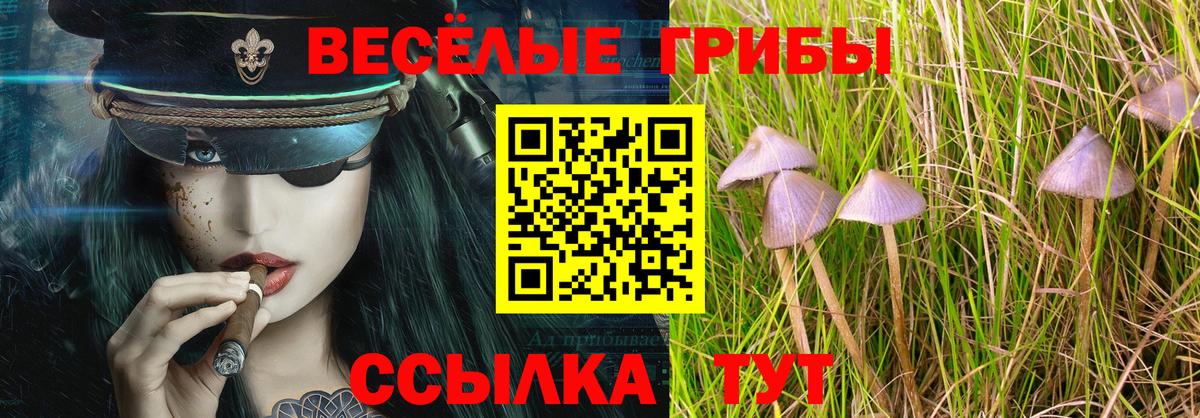 Галлюциногенные грибы Psilocybe Нижневартовск
